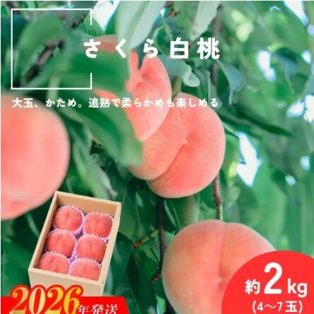 さくら白桃 福島県福島市産 約2kg