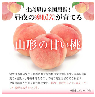 山形県産 白桃 ご自宅用 4.5kg